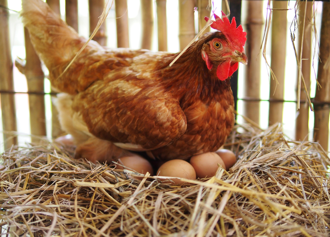 Tout savoir sur la couvaison de l’œuf par la poule